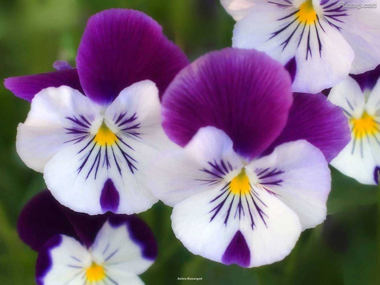 Top 10 Beautiful Flowers