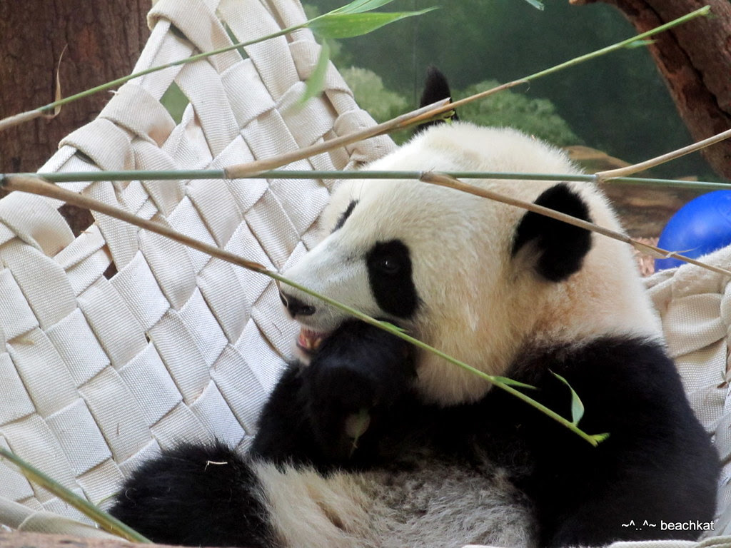 Po gnaws his bamboo