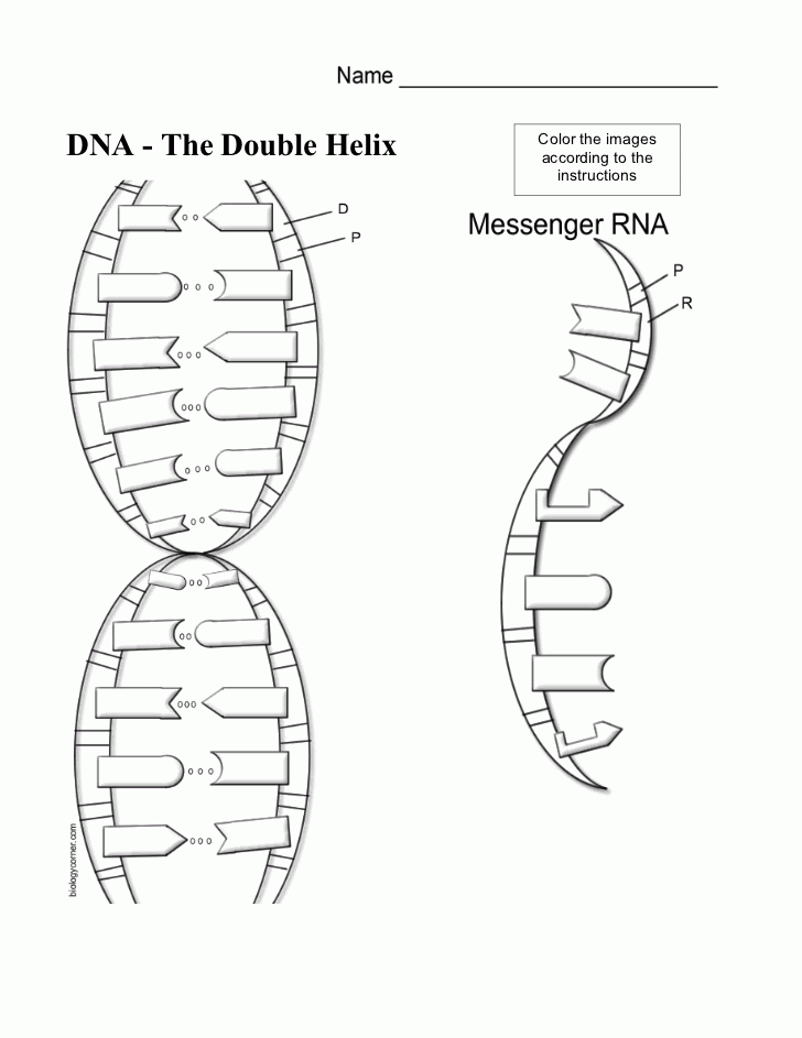 dna called the blueprint of life - Clip Art Library