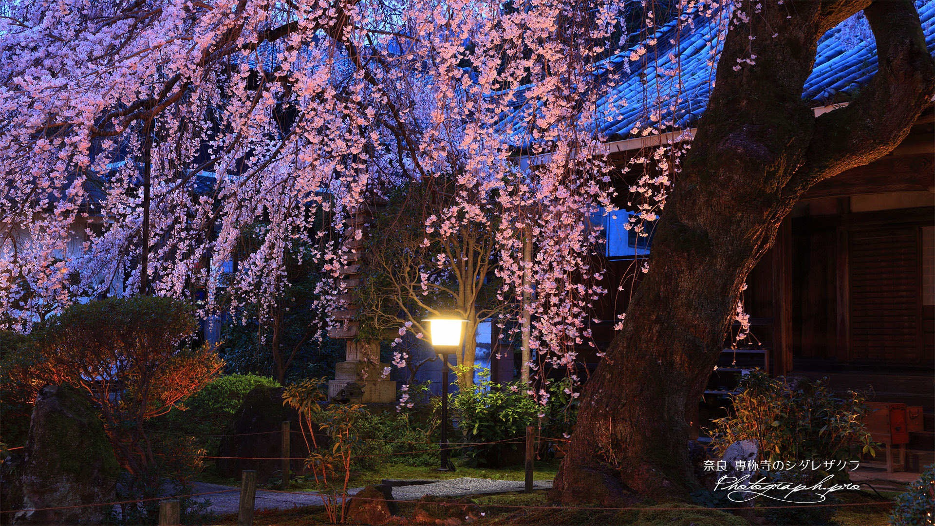 専称寺のしだれ桜 の壁紙 19x1080