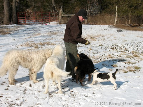 Joe and all the dogs