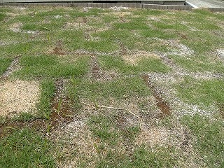 芝生とハナスゲ 気まぐれ日和