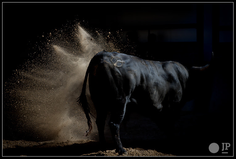 novillo-de-javier-molina-7
