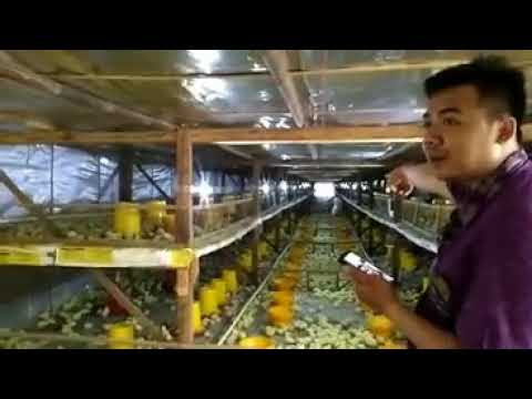 menengok dari dekat kandang ayam milik mas manap