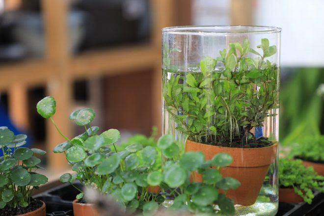 技術 メダカが快適に夏をすごすために プロに聞く水生植物の選び方 杜若園芸 京都府城陽市 キワメテ 水族館