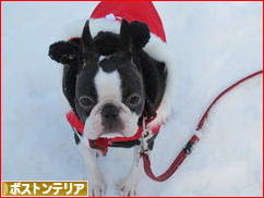にほんブログ村 犬ブログ ボストンテリアへ