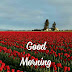 Nice Nature Good Morning Happy Sunday : 35 Amazing Good Morning Images For Sunday Happy Sunday Badass Quotes - The fact is that one sweet good morning wish can make their entire day and help them achieve something extraordinary.