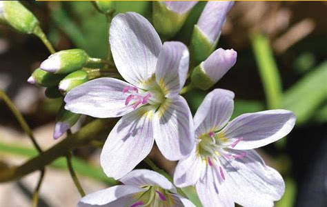 Download EPUB basic illustrated edible wild plants and useful herbs jim meuninck Kobo PDF