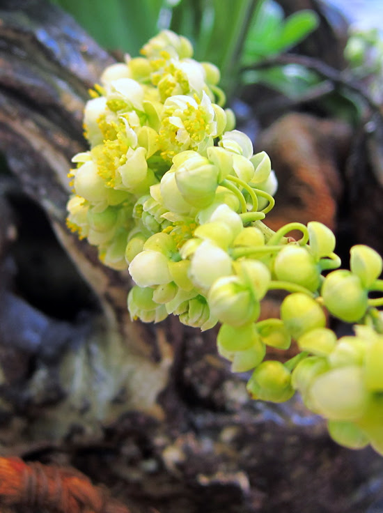 青文字の花が咲きました 銘茶 海苔処 綱島園