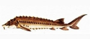 Pestii Din Delta Dunarii S O S Delta Dunarii