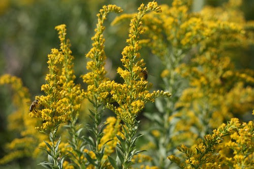 Golden Rod