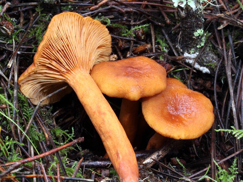Lactarius rubidus var fragilis