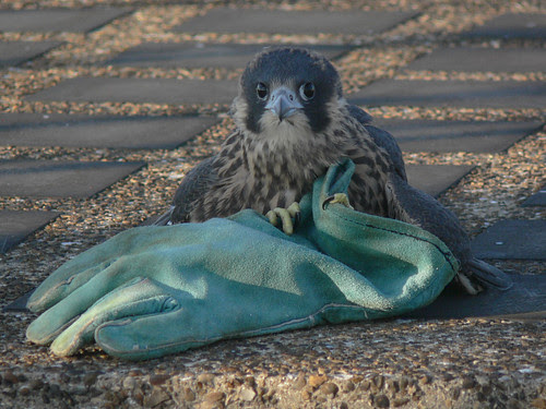 Day 38, the little one won't let go of the glove