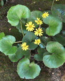 花 ツワブキ 11月日の花と花言葉 ツワブキ 魅る魅るガーデニング