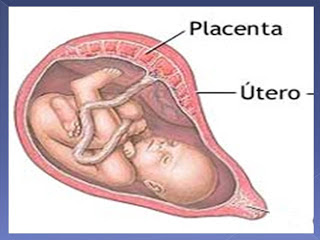 ÐаÑÑинки по запÑоÑÑ La placenta
