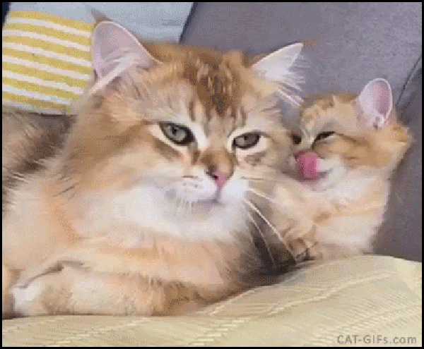 57+ Tren Gambar Kucing Imut Lucu Dan Menggemaskan