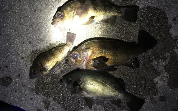 メバルの延べ竿探り釣りの合わせ方 捕獲率99 孤独のフィッシング
