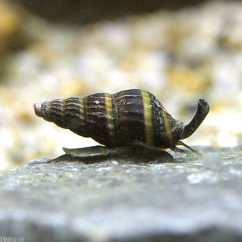 黒殺し屋貝 チャーム熱帯魚 エビブログ