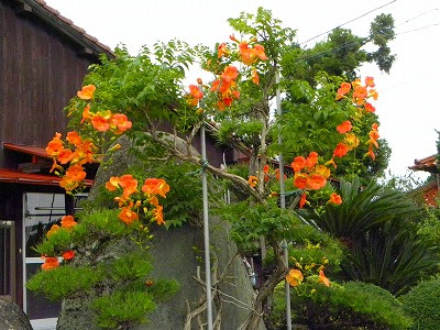 愛染かつら ノウゼンカズラの花 お城めぐり 楽天ブログ