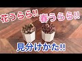 【印刷可能】 花うらら 多肉 花 177681-花うらら 多肉 花