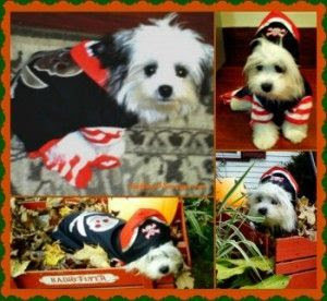 Mr. Milo say's "arrrgggggh" arf-arf! Martha Stewart Pet Boy Pirate