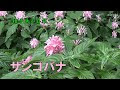 夏 ピンク色の花 124770-夏 ピンク色の花 木