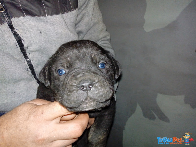 Vendesi Cuccioli di cane Corso in vendita a Agropoli (SA)