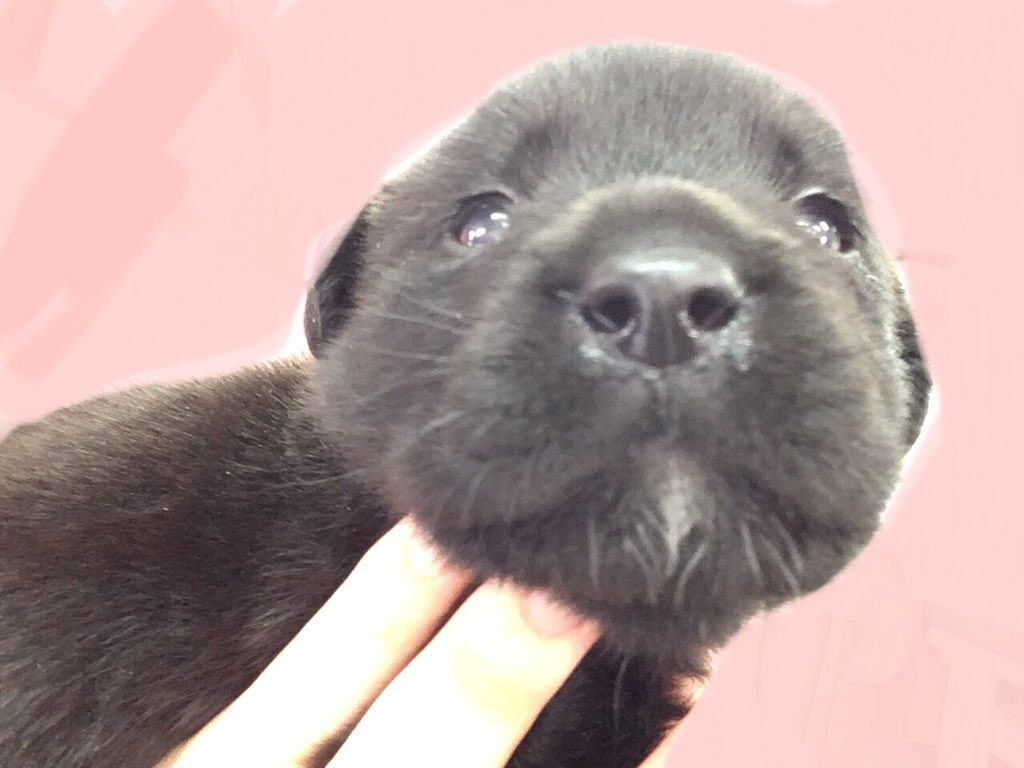 9 27 ラブラドールの赤ちゃん 学校法人ipc学園 愛知ペット専門学校