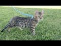猫 ヒョウ柄 種類 291596-ヒョウ柄 猫 種類 お