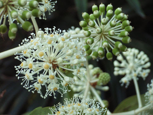 冬の花 白 ののはなさんぽ