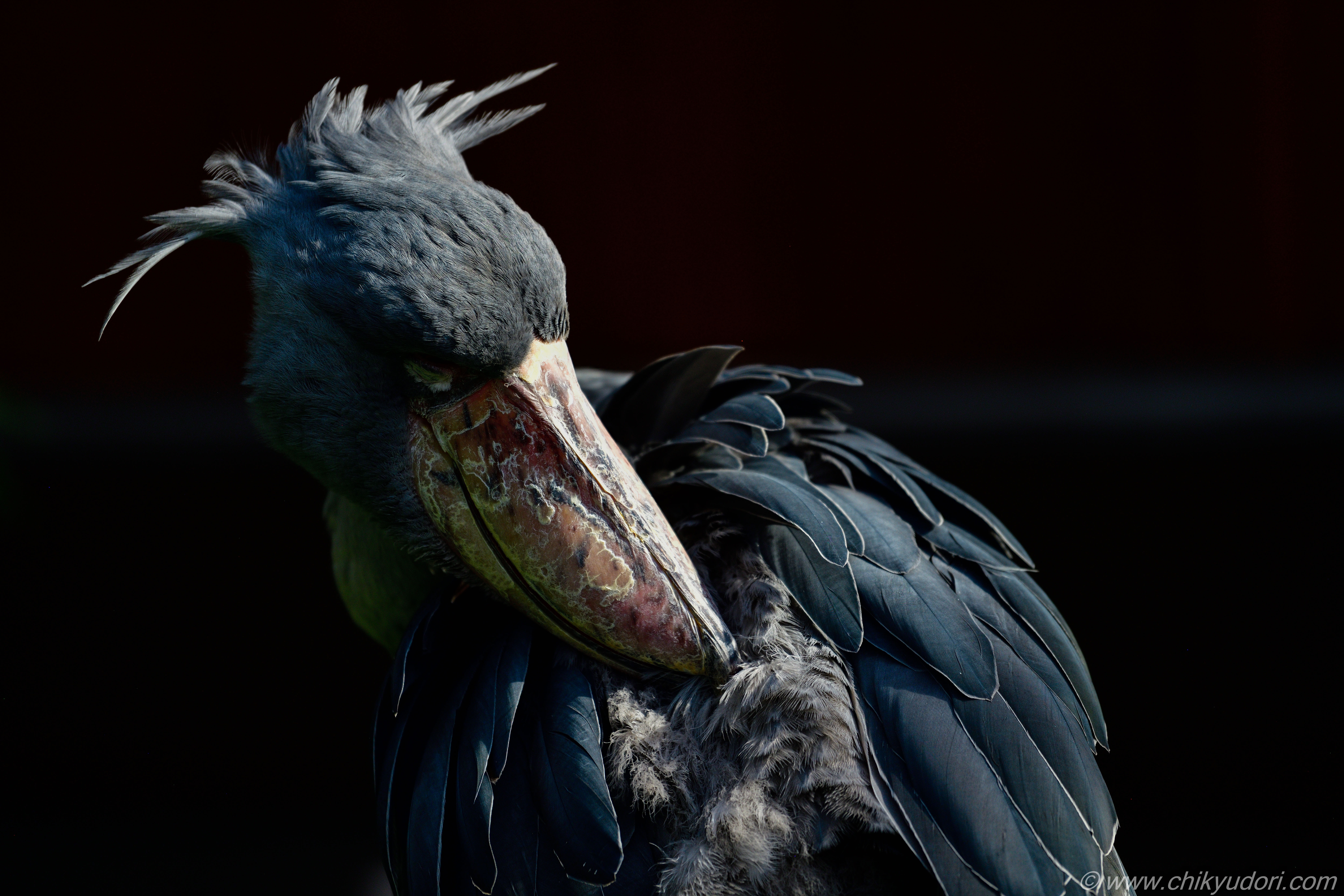 動かない鳥 ハシビロコウ 鳥と触れ合うテーマパーク 掛川花鳥園 地球の撮り方