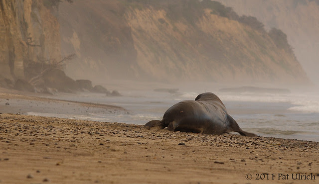 Elephant seal retreat - Pat Ulrich Wildlife Photography