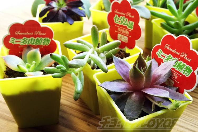 ダイソーで買えるミニ多肉植物 オススメ１０選 ２０１８年春 最新号 １０品種のうち 気になるタニク株はこの３つ