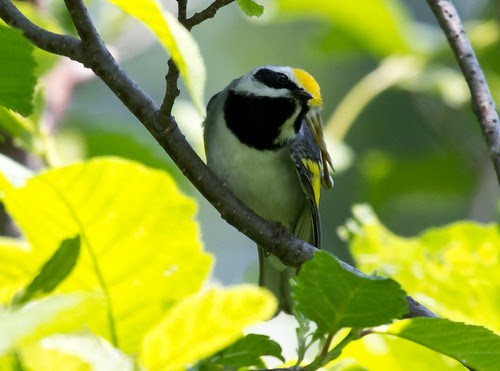 Golden-winged Warbler
