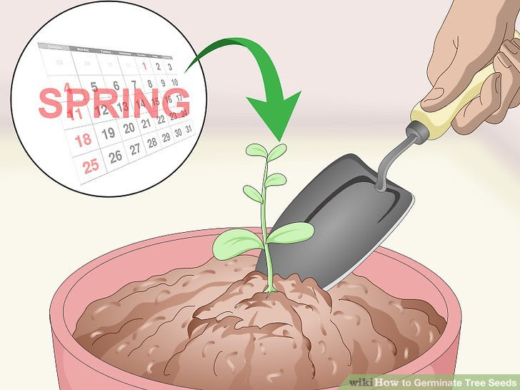 Germinate Tree Seeds Step 17 Version 3.jpg