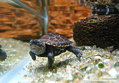 水中で生活する人気の 水棲カメ ベスト5 みずもの人気ランキング 熱帯魚のことなら みずものコム