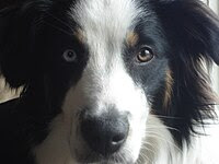 Another Tricolor English Shepherd