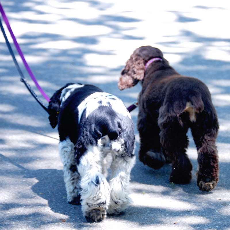 犬が散歩中に歩かない理由はこの６つ 実はやってはいけないあのしつけ方法
