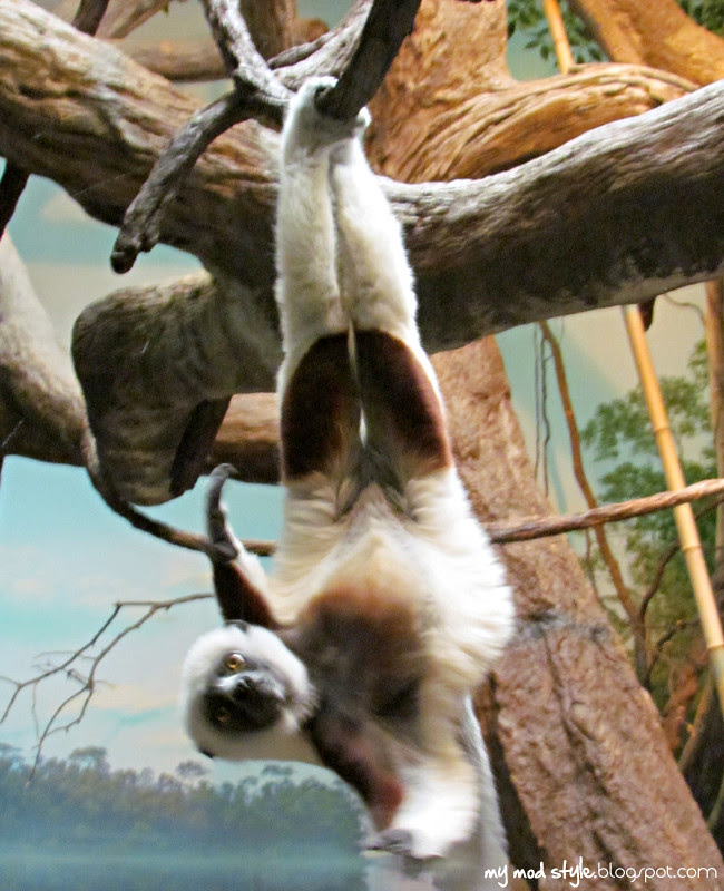 zoo 7