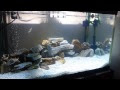 √画像をダウンロード シ��リッド 水槽 167561-シクリ��ド 水槽