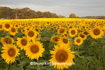  Sunflowers at Pope Farm Conservancy, Dane County, Wisconsin