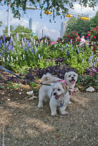 MightyTXDogWalk (13 of 14)