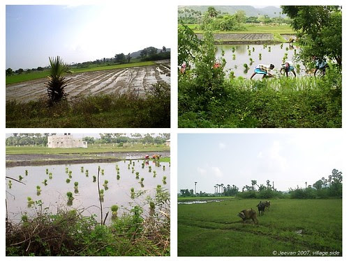 green field 2