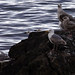 Norwegian Gulls & Arctic Terns (8)