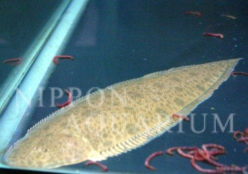 淡水シタビラメ 飼育方法 飼い方 餌 水温 混泳などについて 熱帯魚図鑑 熱帯魚の飼育 混泳 繁殖 病気など