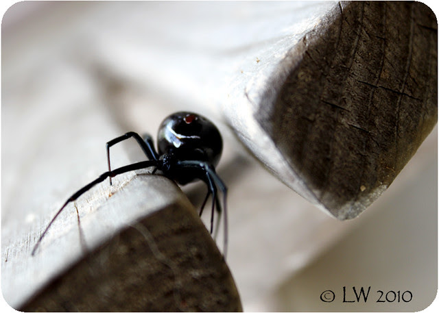 black-widow