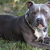 Pibull - Pitbull Terrier Wallpaper (43+ images) - Here you'll find all of his official music videos, behind the scenes, and everything that matters to mr.