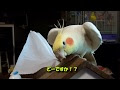 【人気ダウンロード！】 オカメインコ 画像 可愛い 834948-オカメインコ 画像 可愛い