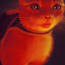 Share of the Week: Stray – Cat Closeups