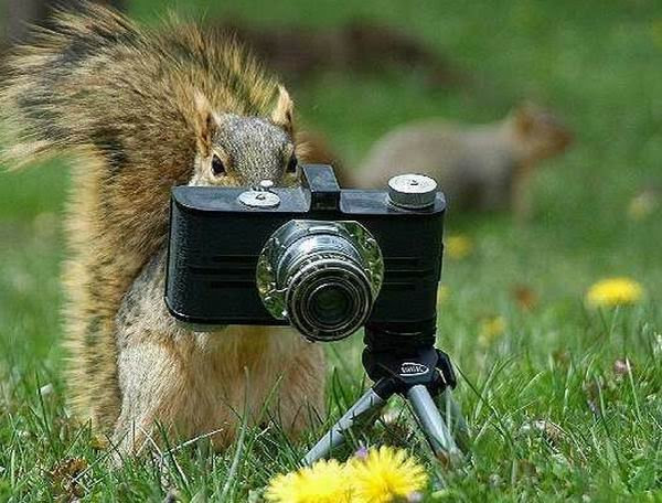 Gyvunai_mokosi_fotografuoti_15.jpg